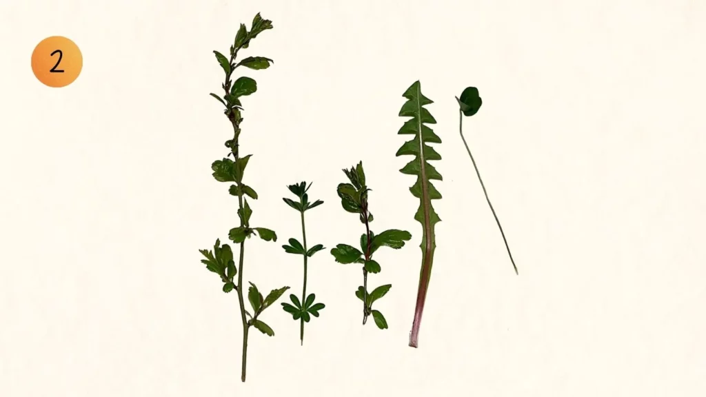 Verschiedene grüne Blätter und Kräuter zum Ostereier verzieren für Schweizer Bastelprojekte, mit Nummer 2.